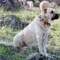 Berger d'Anatolie - Photo 6