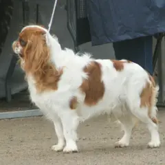 King Charles Spaniel - Photo 3