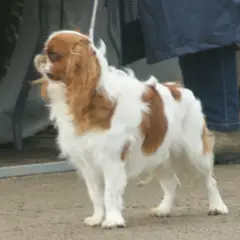 King Charles Spaniel - Photo 4