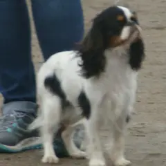 King Charles Spaniel - Photo 5