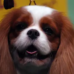 King Charles Spaniel - Photo 6