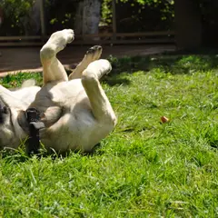 Mastiff - Photo 2