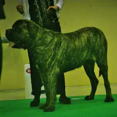 Mastiff - Photo 3