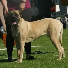 Mastiff - Photo 4