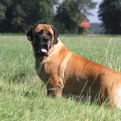 Mastiff - Photo 5