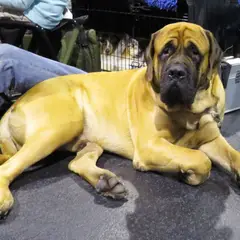 Mastiff - Photo 6