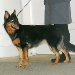 Bohemian Shepherd - Photo 2