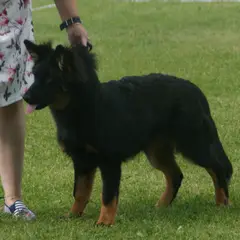 Bohemian Shepherd - Photo 3
