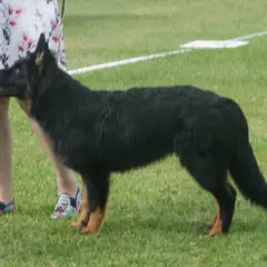 Bohemian Shepherd - Photo 4