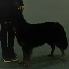 Bohemian Shepherd - Photo 5