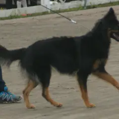 Bohemian Shepherd - Photo 6