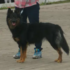 Bohemian Shepherd - Photo 7