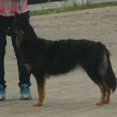Bohemian Shepherd - Photo 8