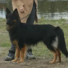 Bohemian Shepherd - Photo 9