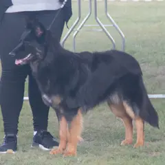Bohemian Shepherd - Photo 10