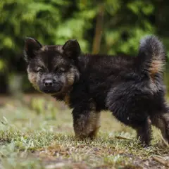 Bohemian Shepherd - Photo 11