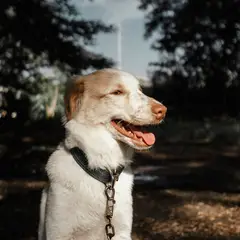 Pastor del Atlas - Foto 2