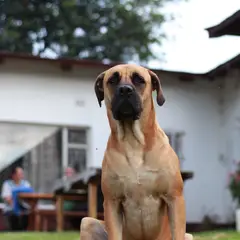 Boerboel - Foto 2