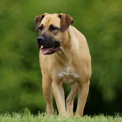 Boerboel - Foto 3