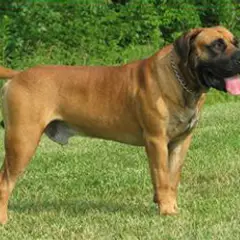 Boerboel - Foto 5