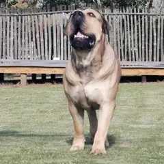 Boerboel - Foto 6