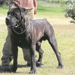 Boerboel - Foto 7