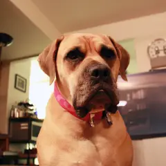 Boerboel - Foto 8