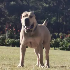 Boerboel - Foto 9