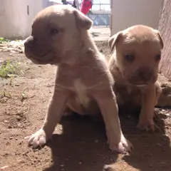 Boerboel - Foto 10