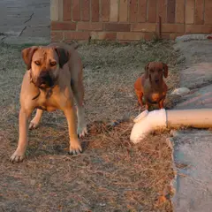 Boerboel - Foto 11