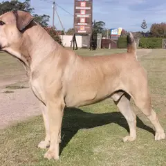 Boerboel - Foto 1