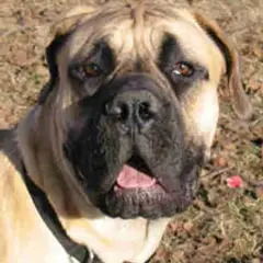 Boerboel - Foto 13