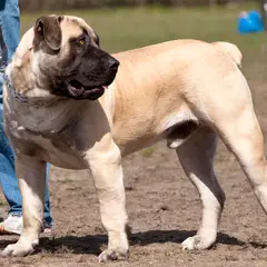 Boerboel - Foto 14