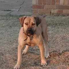 Boerboel - Foto 15
