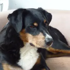 Appenzeller Sennenhond - Foto 2