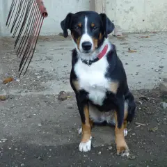 Appenzeller Sennenhond - Foto 3