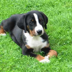 Appenzeller Sennenhond - Foto 4