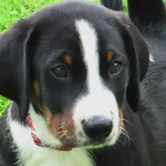 Appenzeller Sennenhond - Foto 5