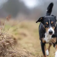 Appenzeller Sennenhond - Foto 7