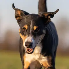 Appenzeller Sennenhond - Foto 9