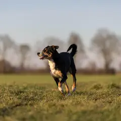 Appenzeller Sennenhond - Foto 11