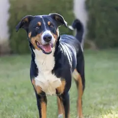 Appenzeller Sennenhond - Foto 12