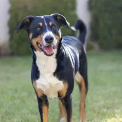 Appenzeller Sennenhond - Foto 13