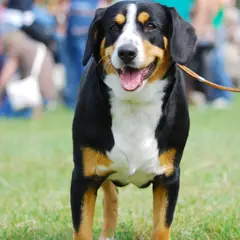 Appenzeller Sennenhond - Foto 14