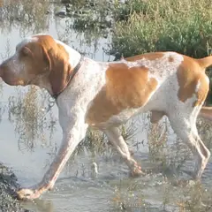 Braco Italiano - Foto 1