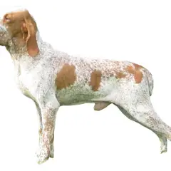 Braco Italiano - Foto 2