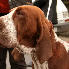 Braco Italiano - Foto 4