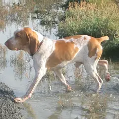 Braco Italiano - Foto 6