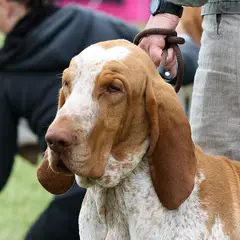Braco Italiano - Foto 7