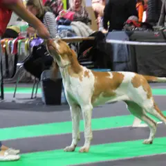 Braco Italiano - Foto 8
